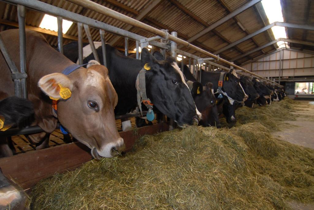 Farm Overleekerhoeve Monnickendam Exteriör bild